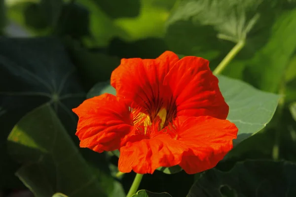 ラークヒールのオレンジの花 トロパコラムの植物が閉じます — ストック写真