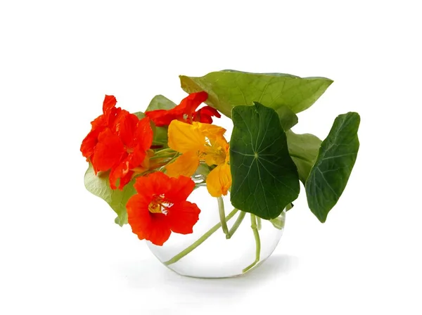 Orange Flowers Lark Heel Tropacolum Plant Close — Stock Photo, Image