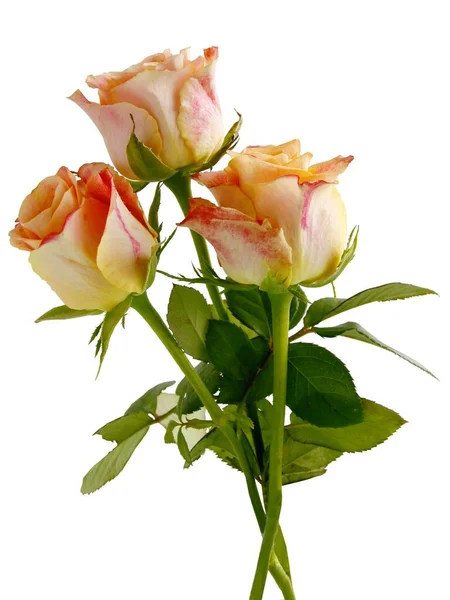 Rosa Bonita Rosas Amarelas Perto — Fotografia de Stock