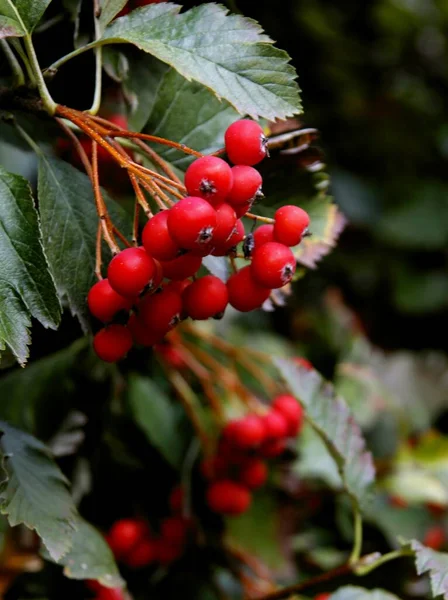 Sorbus Intermedia Drzewa Corymb Czerwonych Owoców Jesienią — Zdjęcie stockowe