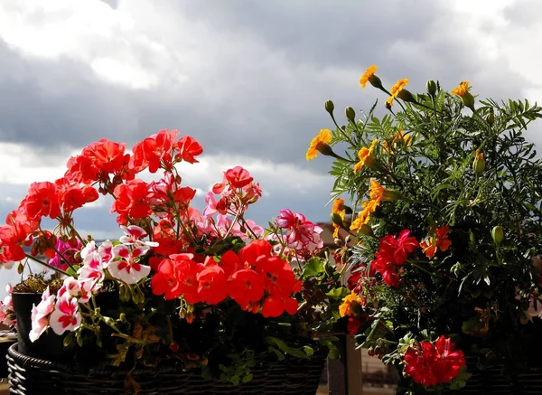 Coloridas Flores Geranio Tagetes Naranjas Balcón — Foto de Stock