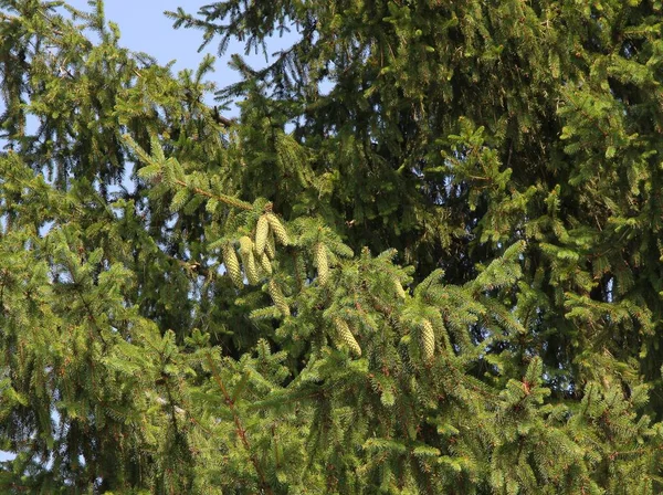 가문비나무와 피어나는 솔방울 — 스톡 사진