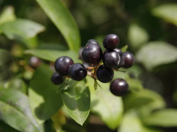 Privet Ligustrum Vulgare Buske Med Kluster Svarta Frukter Hösten Närbild — Stockfoto