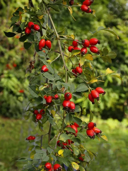Fruits Rouges Buisson Sauvage Rosa Canina Gros Plan — Photo