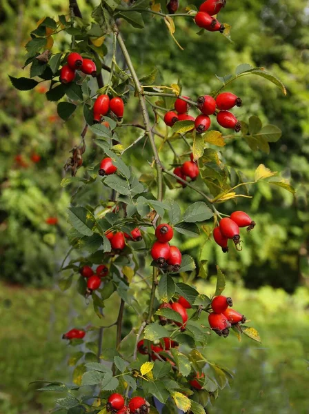 Vörös Gyümölcs Vad Bokor Rosa Canina Közelről — Stock Fotó