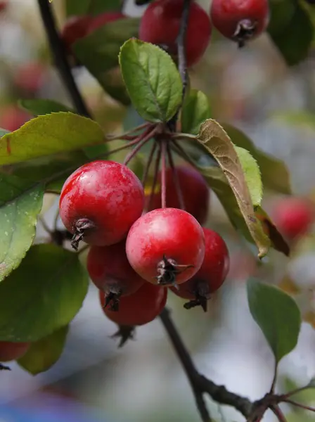 Czerwone Okrągłe Owoce Jabłoni Krabowej Malus Purpurea Jesienią — Zdjęcie stockowe