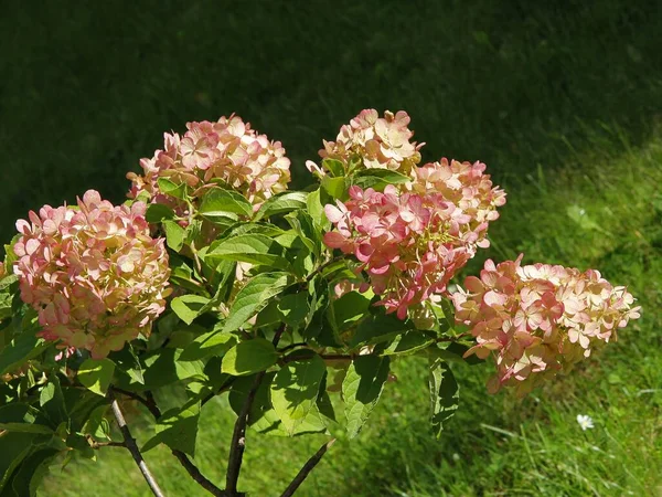 Ładny Różowy Kwiaty Hortensji Krzak Jesienią Zbliżenie — Zdjęcie stockowe