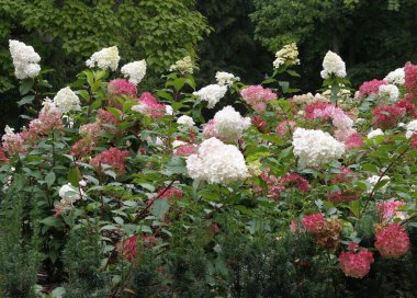 Sonbaharda bahçesinde beyaz, pembe ya da kırmızı çiçekli ortanca çalısı