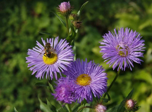 Pretty Purple Asters Garden Autumn Close — Stock Photo, Image