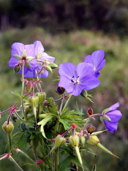 Pretty Blue Flower Wild Plant Geranium Pratense Meadow Close — Stock Photo, Image