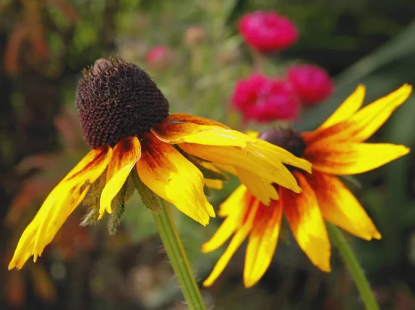 Ładny Żółty Amd Brązowe Kwiaty Rudbeckia Zbliżenie — Zdjęcie stockowe