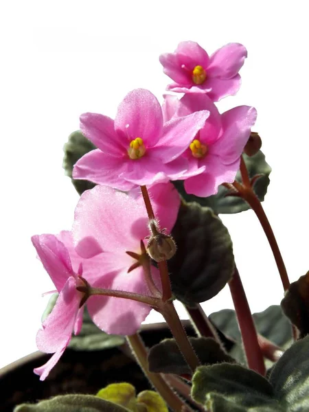 Рожеві Квіти Нарізаної Рослини Saint Paulia Ionantha Gesneriaceae Закриваються — стокове фото