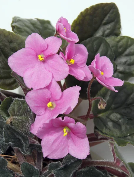 Pink Flowers Potted Plant Saint Paulia Ionantha Gesneriaceae Close — Stock Photo, Image