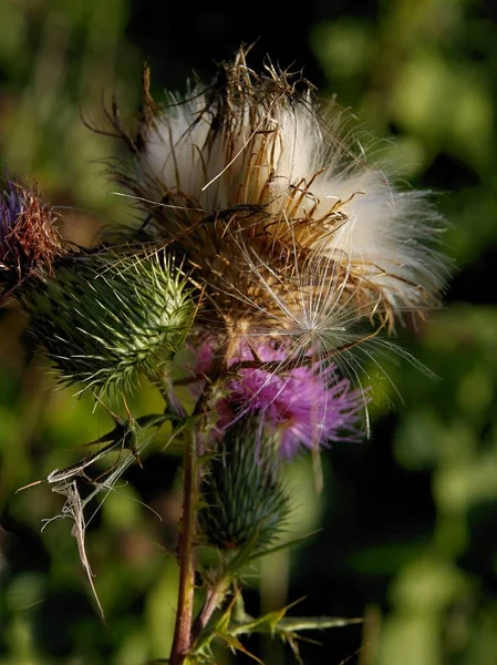 Taggig Vild Växttistel Med Lila Blommor Och Fluffiga Blåskulor — Stockfoto