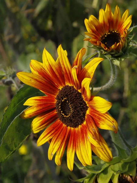 Pretty Yellow Brown Flowers Sunflower Plant Garden — Stock Photo, Image