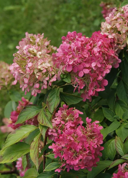 Arbusto Hortensias Con Flores Blancas Rosadas Rojas Jardín Otoño —  Fotos de Stock