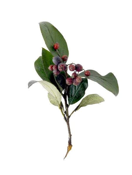 Twijg Van Cotoneaster Acutifolius Villosulus Bush Met Bruin Fruit Close — Stockfoto