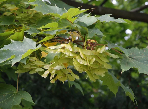 夏にカエデの種が羽を伸ばし — ストック写真