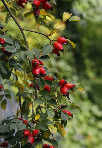 Röda Frukter Vilda Buskar Rosa Canina Närbild — Stockfoto