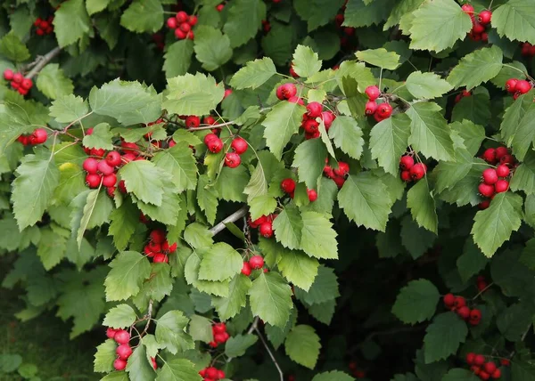 Červené Plody Sorbus Torminalis Strom Podzim — Stock fotografie