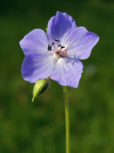 Ładny Niebieski Kwiat Dzikiej Rośliny Geranium Pratense Łące Zbliżenie — Zdjęcie stockowe