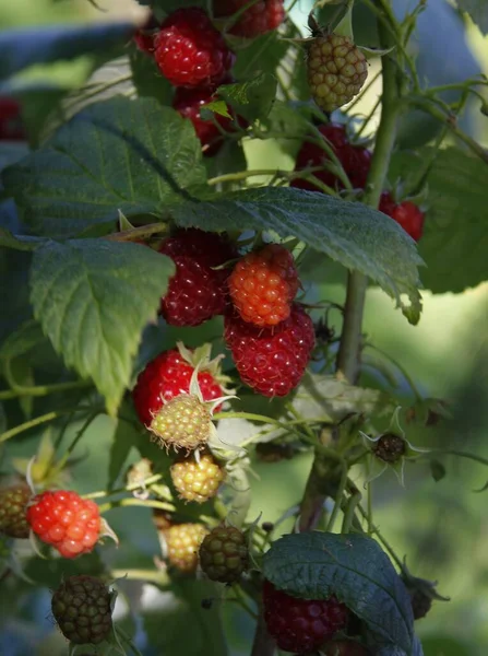 Läckra Röda Saftiga Hallon Som Hälsosam Frukt Trädgården — Stockfoto