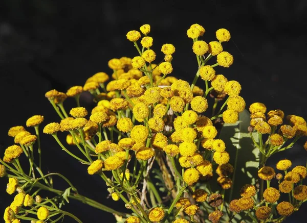 Άγρια Φυτά Tanaceum Vulgare Κίτρινα Λουλούδια Στο Λιβάδι — Φωτογραφία Αρχείου