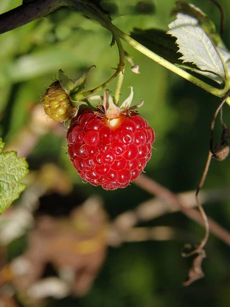 Köstliche Rote Saftige Himbeeren Als Gesundes Obst Garten — Stockfoto