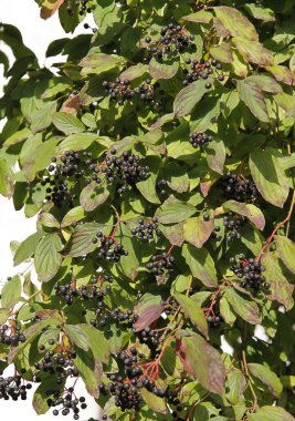 Cornus Sanguinea çalılarının siyah meyveleriyle sonbaharda