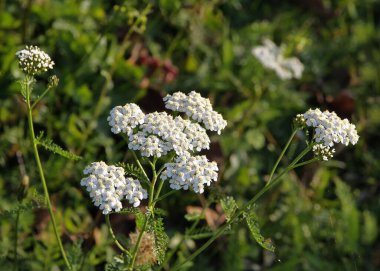Yabani bitki achillea milleum beyaz çiçekler - kiraz ağacı bitkisi