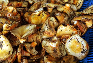 Lezzetli, portakal mantarlı Lactarius leziz.