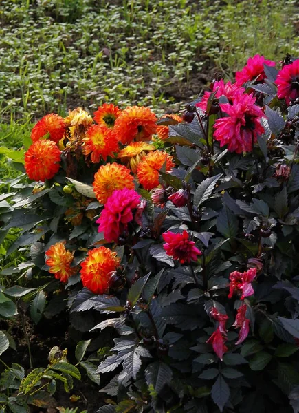 Red Colorful Flowers Dahlia Plant Garden — Stock Photo, Image