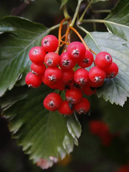 Corymbs Κόκκινα Φρούτα Του Δέντρου Sorbus Intermedia Φθινόπωρο — Φωτογραφία Αρχείου