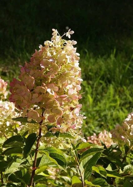 Jolies Grandes Fleurs Hortensia Buisson Dans Jardin Gros Plan — Photo