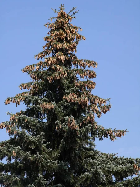 Árvore Coníferas Abeto Com Cones Marrons — Fotografia de Stock