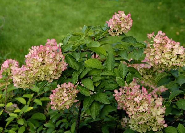 Jolies Grandes Fleurs Hortensia Buisson Dans Jardin Gros Plan — Photo