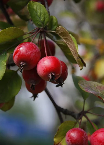 Malus Purpurea Nın Kırmızı Küçük Yuvarlak Meyveleri Sonbaharda Yaban Elması — Stok fotoğraf