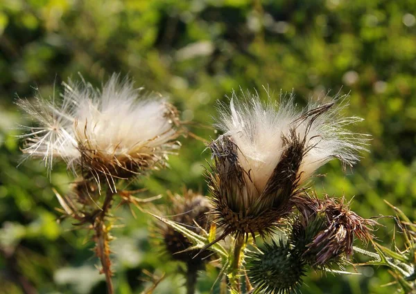 Distel Wildpflanze Mit Violetten Blüten Und Weißen Pusteblumen Aus Nächster — Stockfoto