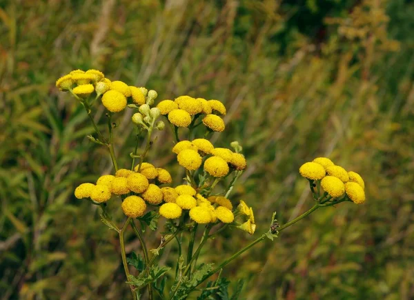 Divoká Rostlina Tancy Tanaceum Vulgare Žlutými Květy Louce — Stock fotografie