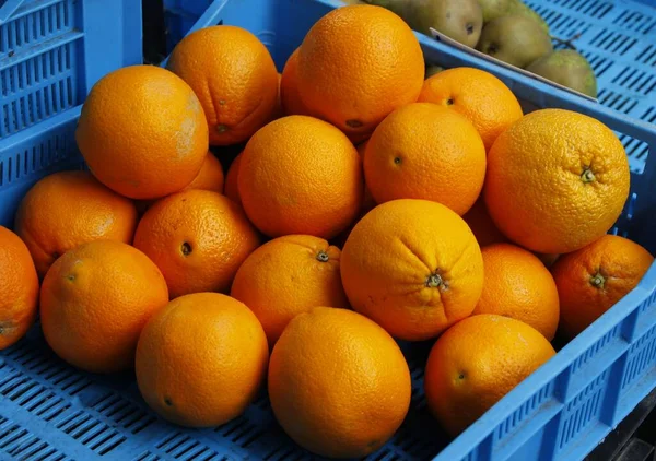 Vynikající Tropické Citrusové Plody Pomeranče Zblízka — Stock fotografie