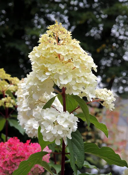 Jolies Grandes Fleurs Hortensia Buisson Dans Jardin Gros Plan — Photo