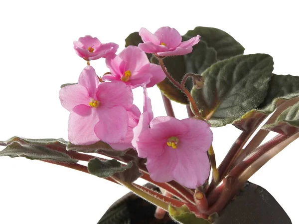 Pretty Pink Lila Flowers Saint Paulia Ionantha Potted Plant Close — Stock Photo, Image