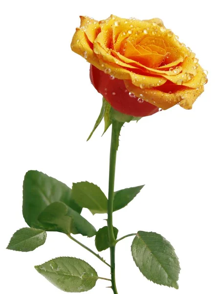 Rosa Rosa Bastante Aislado Cerca — Foto de Stock