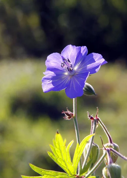 Plante Sauvage Géranium Pratense Avec Des Fleurs Bleues Sur Prairie — Photo