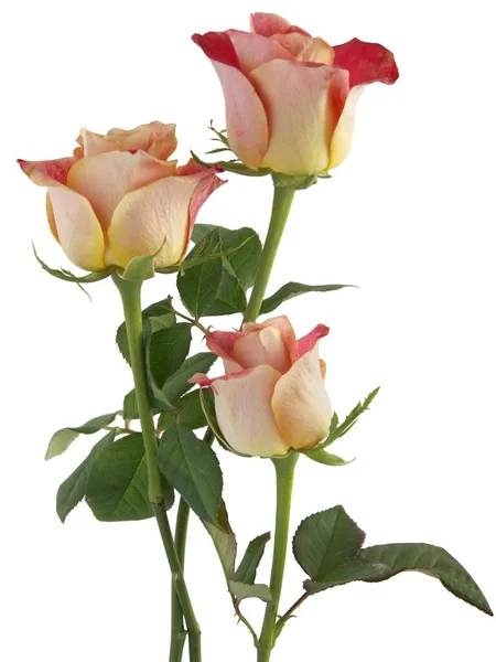 Vacker Rosa Ros Isolerad Nära Håll — Stockfoto