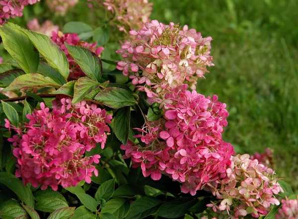 Cukup Multicolor Bunga Semak Hydrangea Musim Gugur — Stok Foto