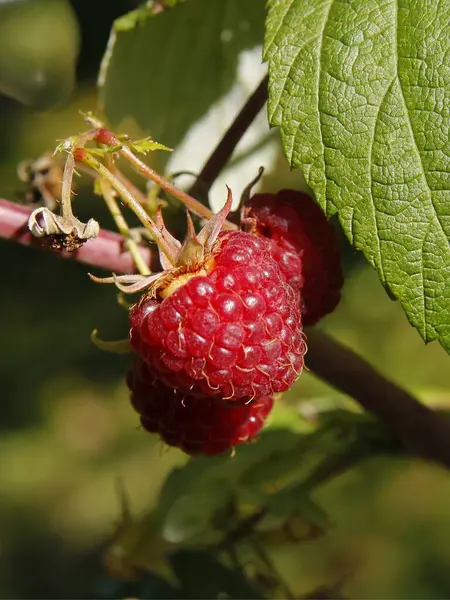 Rosso Dolce Succosi Lamponi Dal Giardino Estate — Foto Stock