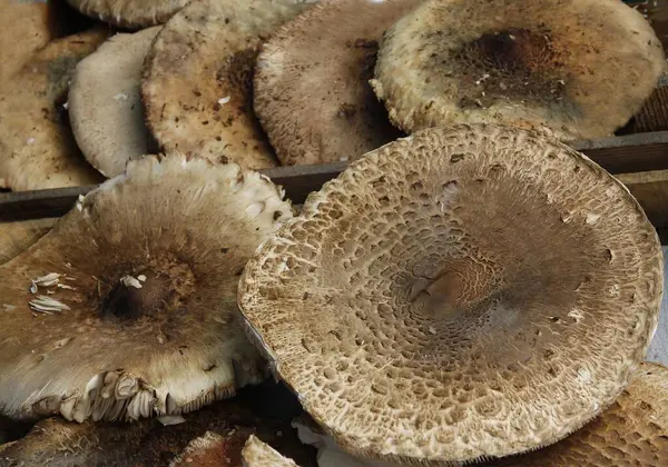 นได อยมาก ดปรส Macrolepiota Procera — ภาพถ่ายสต็อก