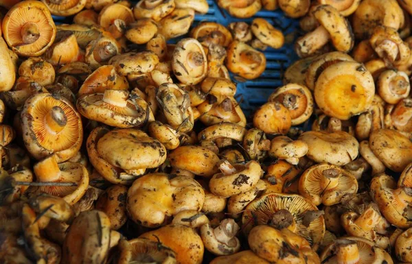 Tasty Orange Mushrooms Lactarius Deliciosus — Stock Photo, Image