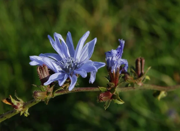 Pretty Blue Flowers Chicory Cichorium Intybus Meadow Close — Stock Photo, Image